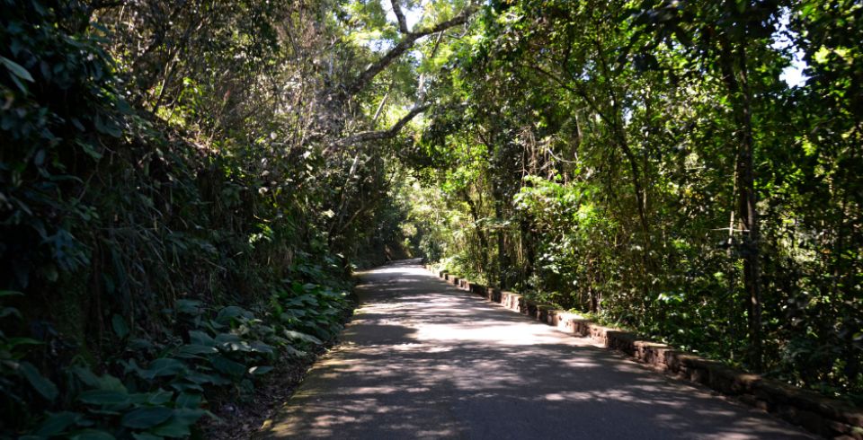 Tour Regular Floresta da Tijuca By Jeep